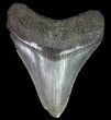 Serrated, Fossil Megalodon Tooth - South Carolina #74068-1